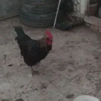 خروس سیاه