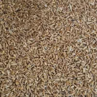 فروش گندم|عمده‌فروشی|سرپل ذهاب, |دیوار
