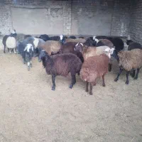 بره نروماده