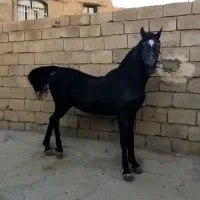 اسب عرب واکسی خوشتیپ