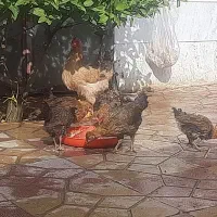 مرغ و بوقلمون