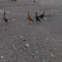 لاری اصل|حیوانات مزرعه|قره قوین, |دیوار