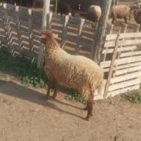 بره|حیوانات مزرعه|سیمین شهر, |دیوار