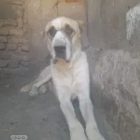 سگ افغان|سگ|بم, |دیوار