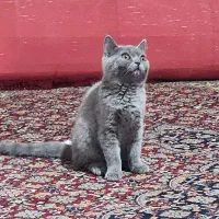 گربه اسکاتیش
