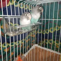 یک طوطی برزیلی کاربونی|پرنده|ارومیه, |دیوار