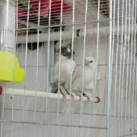 جفت قناری رو تخم