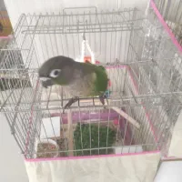 گرینچیک فول دستی|پرنده|بندرعباس, |دیوار