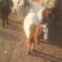 ۴عدد بزغاله فروش فوری|حیوانات مزرعه|سبزوار, قصبه غربی|دیوار