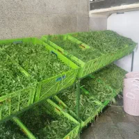 کارمند سبزی خرد کنی