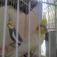 عروس هلندی|پرنده|ایرانشهر, |دیوار