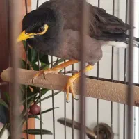 یک عدد مرغ مینا و سیره پرصورتی|پرنده|تهران, تهرانسر غربی|دیوار