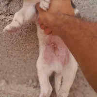 توله سگ سرابی اصیل