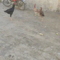 فروش لاری اصیل