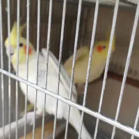 عروس هلندی لوتینو