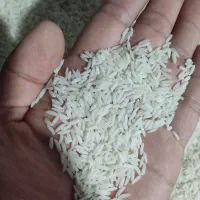 برنج شیرودی