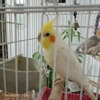 عروس هلندی|پرنده|صباشهر, |دیوار