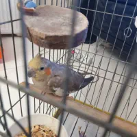 عروس هلندی ماده