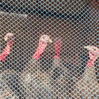 فروش بوقلمون نر|حیوانات مزرعه|اردبیل, |دیوار