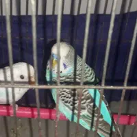 عروس هلندی و مرغ عشق|پرنده|مشهد, حجت|دیوار