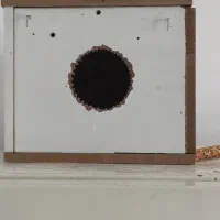 لانه پرنده عروس هلندی بزرگ