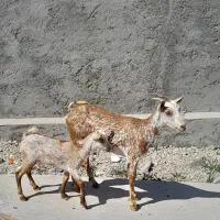 بز صلاله داشتی