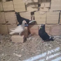 سار سبز مسافتی مینا کرمانی یهودی کویتی|پرنده|مه ولات, |دیوار