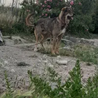 توله پژدر  نر ۱۵ ماهه