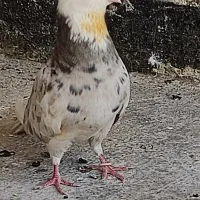 کبوتر گمشده