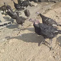 جوجه بوقلمون