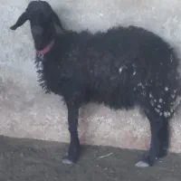 بره قوچی قره قزل