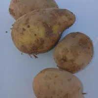 سیب زمینی جلی
