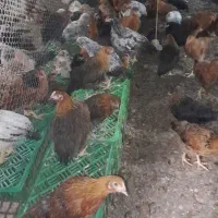 فروش مرغ و خروس محلی