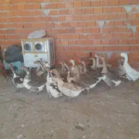 غاز  معلی  ۲۰عدد  و زنشون  ۴ کیلو تا۵کیلو  میباشن|حیوانات مزرعه|مریوان, |دیوار