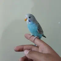 مرغ عشق|پرنده|اهواز, اسلام آباد شرقی|دیوار