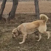 سگ ۲۰ماهه|سگ|سلطانیه, |دیوار