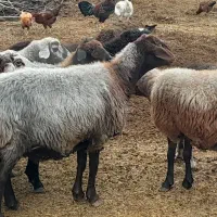 فروش گوسفند