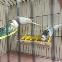 دو جفت مرغ عشق نرو ماده سرحال