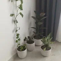 گل فیکوس بزرگ