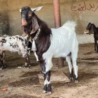 نربز پاکستانی