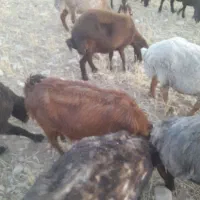 یگ گوسفند وسه بز