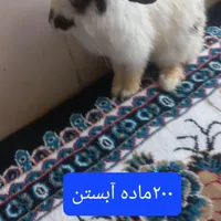 خرگوش لپ آبستن|موش و خرگوش|یزد, |دیوار