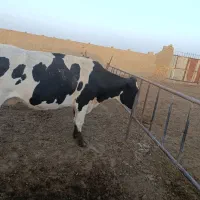 گاو