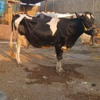 گاو هولشتاین باگوساله ماده سویسری روزی ۱۵کیلو شیر|حیوانات مزرعه|اهواز, دغاغله|دیوار