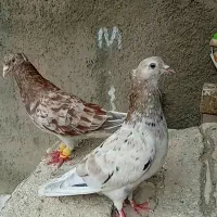 کفتر
