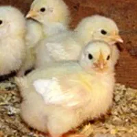 فروش فوری فوری .جوجه یک روزه گوشتی