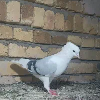 کفتر پشت کبود نر