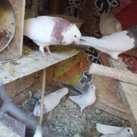 طوقی هفترنگ|پرنده|لنجان, |دیوار