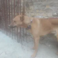 سگ نگهبانی وگله ای نژادار