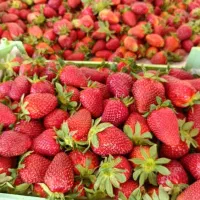 بوته توت فرنگی کاماروسا و گاویتا|خدمات باغبانی و درختکاری|رشت, معلم|دیوار